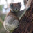 Koala3335